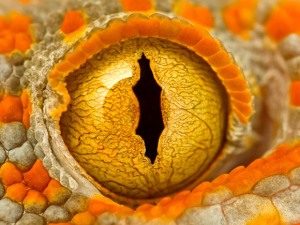 great reptile eye